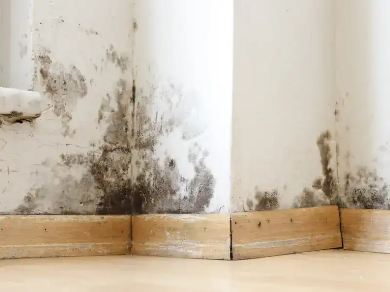 mould on wall